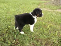 Gray collar aka George Washington , a male Australian Shepherd for sale in Wonewoc, WI – 8 of 10