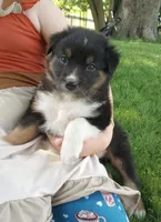 Light pink collar aka Poppy , a male Australian Shepherd for sale in Wonewoc, WI – 1 of 7