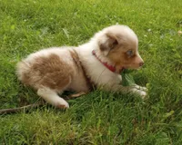 Dark pink collar aka tiny, a female Australian Shepherd for sale in Wonewoc, WI – 5 of 9