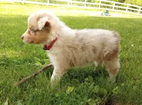 Dark pink collar aka tiny, a female Australian Shepherd for sale in Wonewoc, WI – 8 of 9