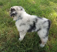 Blue collar aka Hazelnut, a female Australian Shepherd for sale in Wonewoc, WI – 6 of 8