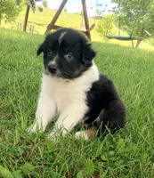 Purple Collar, a female Australian Shepherd for sale in Wonewoc, WI – 3 of 5