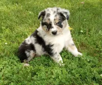 Yellow collar, a female Australian Shepherd for sale in Wonewoc, WI – 7 of 7
