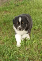 Gray collar aka George Washington , a male Australian Shepherd for sale in Wonewoc, WI – 5 of 10