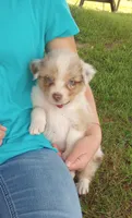 Dark pink collar aka tiny, a female Australian Shepherd for sale in Wonewoc, WI – 4 of 9