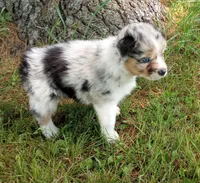 Blue collar aka Hazelnut, a female Australian Shepherd for sale in Wonewoc, WI – 8 of 8