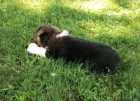 Light pink collar aka Poppy , a male Australian Shepherd for sale in Wonewoc, WI – 3 of 7