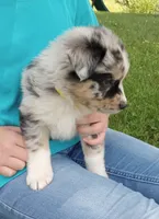 Yellow collar, a female Australian Shepherd for sale in Wonewoc, WI – 6 of 7