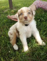 Beige collar, a female Australian Shepherd for sale in Wonewoc, WI – 2 of 5
