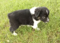 Purple Collar, a female Australian Shepherd for sale in Wonewoc, WI – 5 of 5