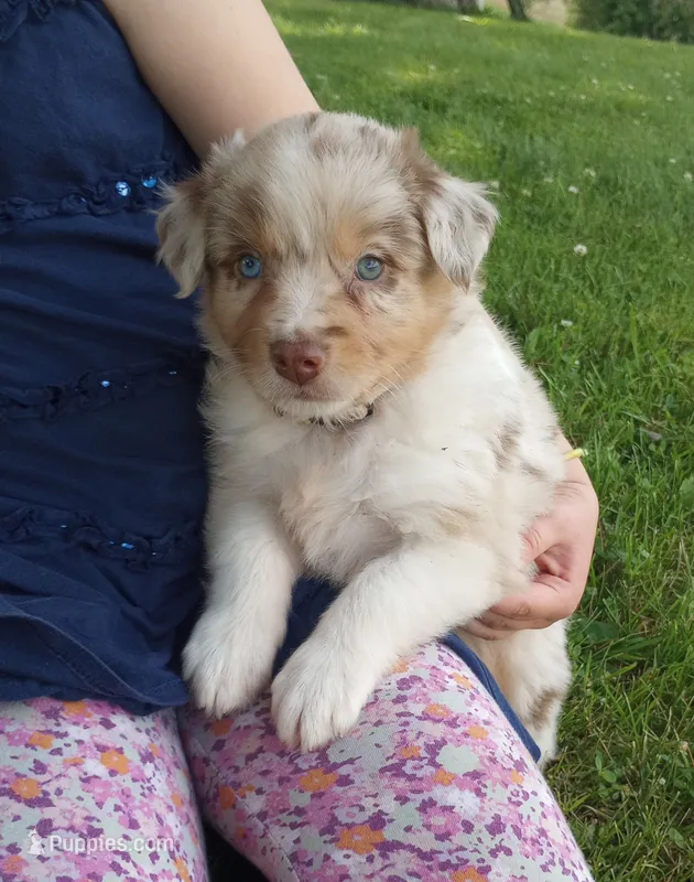 Beige collar – Australian Shepherd puppy for sale in Wonewoc, WI