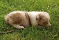 Dark pink collar aka tiny, a female Australian Shepherd for sale in Wonewoc, WI – 6 of 9