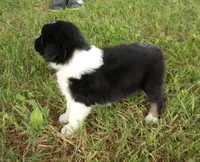 Purple Collar, a female Australian Shepherd for sale in Wonewoc, WI – 4 of 5