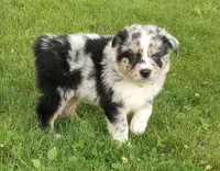 Yellow collar, a female Australian Shepherd for sale in Wonewoc, WI – 4 of 7