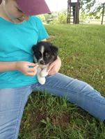 Gray collar aka George Washington , a male Australian Shepherd for sale in Wonewoc, WI – 9 of 10