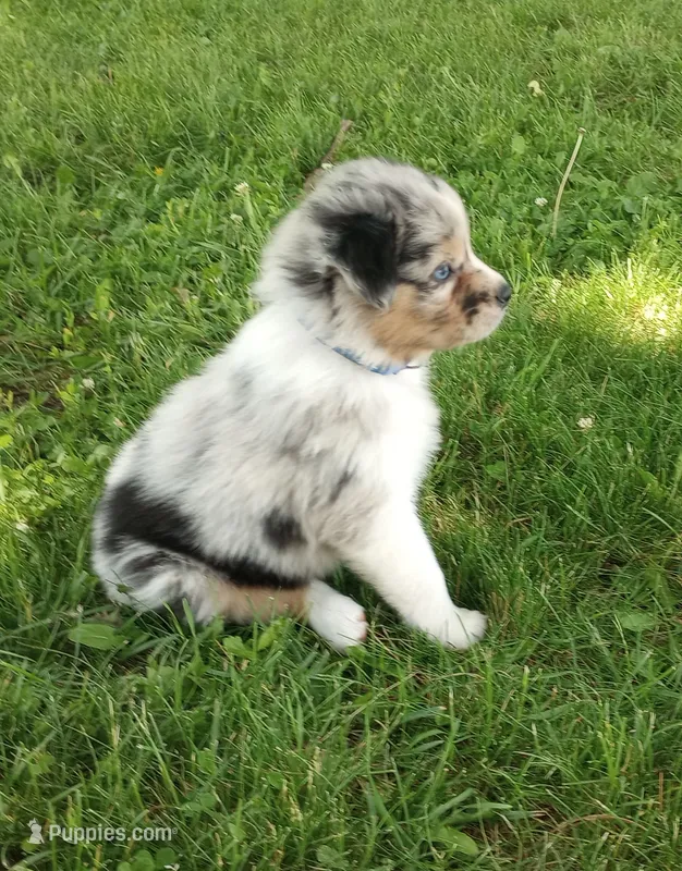 Blue collar aka Hazelnut – Australian Shepherd puppy for sale in Wonewoc, WI