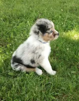 Blue collar aka Hazelnut, a female Australian Shepherd for sale in Wonewoc, WI – 7 of 8