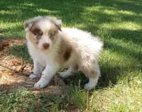 Orange collar aka copper, a female Australian Shepherd for sale in Wonewoc, WI – 6 of 6