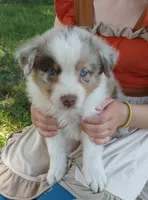 Orange collar aka copper, a female Australian Shepherd for sale in Wonewoc, WI – 2 of 6