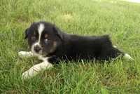 Gray collar aka George Washington , a male Australian Shepherd for sale in Wonewoc, WI – 4 of 10