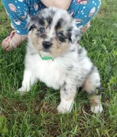 Green collar aka Hamilton, a male Australian Shepherd for sale in Wonewoc, WI – 2 of 6