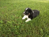 Gray collar aka George Washington , a male Australian Shepherd for sale in Wonewoc, WI – 10 of 10