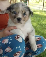 Blue collar aka Hazelnut, a female Australian Shepherd for sale in Wonewoc, WI – 4 of 8