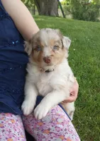 Beige collar, a female Australian Shepherd for sale in Wonewoc, WI – 4 of 5