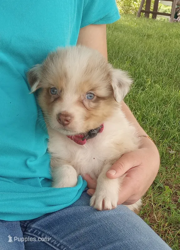 Dark pink collar aka tiny – Australian Shepherd puppy for sale in Wonewoc, WI