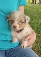 Dark pink collar aka tiny, a female Australian Shepherd for sale in Wonewoc, WI – 1 of 9