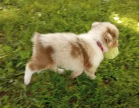 Dark pink collar aka tiny, a female Australian Shepherd for sale in Wonewoc, WI – 2 of 9