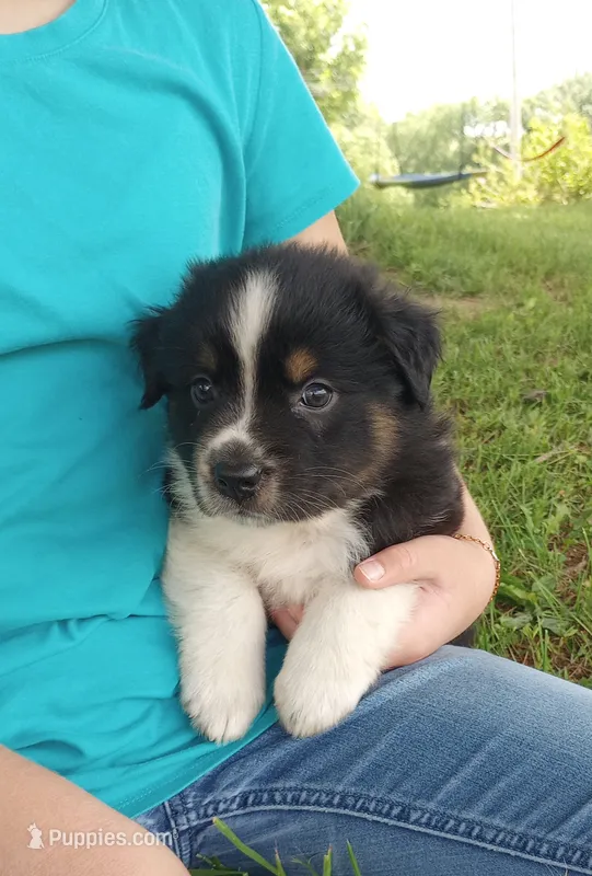 Gray collar aka George Washington  – Australian Shepherd puppy for sale in Wonewoc, WI