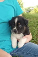 Gray collar aka George Washington , a male Australian Shepherd for sale in Wonewoc, WI – 1 of 10