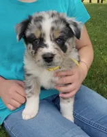 Yellow collar, a female Australian Shepherd for sale in Wonewoc, WI – 2 of 7