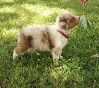 Dark pink collar aka tiny, a female Australian Shepherd for sale in Wonewoc, WI – 3 of 9