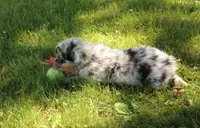 Green collar aka Hamilton, a male Australian Shepherd for sale in Wonewoc, WI – 3 of 6