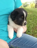Gray collar aka George Washington , a male Australian Shepherd for sale in Wonewoc, WI – 3 of 10