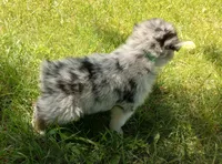 Green collar aka Hamilton, a male Australian Shepherd for sale in Wonewoc, WI – 5 of 6