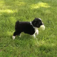 Gray collar aka George Washington , a male Australian Shepherd for sale in Wonewoc, WI – 2 of 10