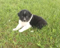 Purple Collar, a female Australian Shepherd for sale in Wonewoc, WI – 2 of 5