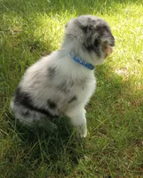Blue collar aka Hazelnut, a female Australian Shepherd for sale in Wonewoc, WI – 3 of 8