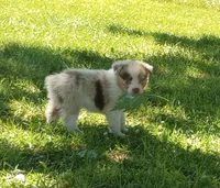Orange collar aka copper, a female Australian Shepherd for sale in Wonewoc, WI – 3 of 6