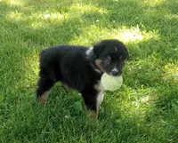 Light pink collar aka Poppy , a male Australian Shepherd for sale in Wonewoc, WI – 4 of 7