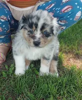 Green collar aka Hamilton, a male Australian Shepherd for sale in Wonewoc, WI – 1 of 6