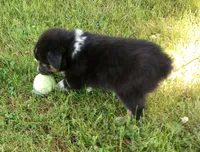 Light pink collar aka Poppy , a male Australian Shepherd for sale in Wonewoc, WI – 2 of 7
