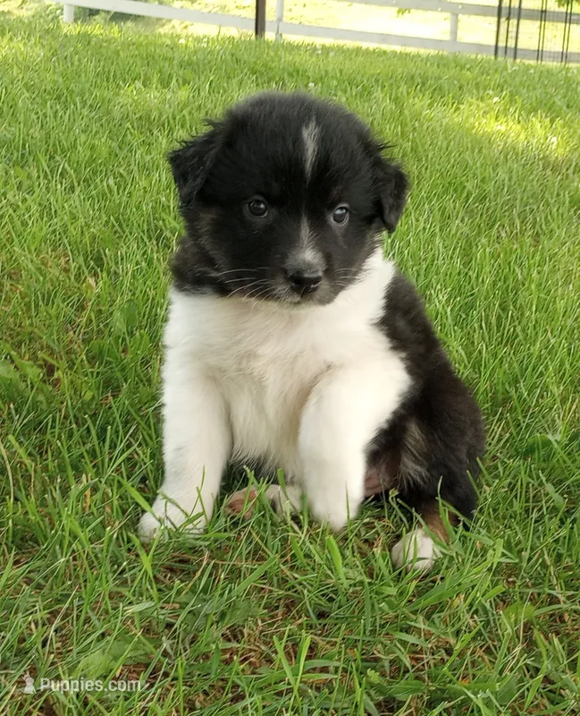 Purple Collar – Australian Shepherd puppy for sale in Wonewoc, WI