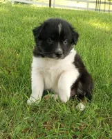 Purple Collar, a female Australian Shepherd for sale in Wonewoc, WI – 1 of 5