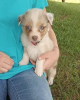 Dark pink collar aka tiny, a female Australian Shepherd for sale in Wonewoc, WI – 9 of 9