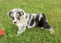 Yellow collar, a female Australian Shepherd for sale in Wonewoc, WI – 5 of 7