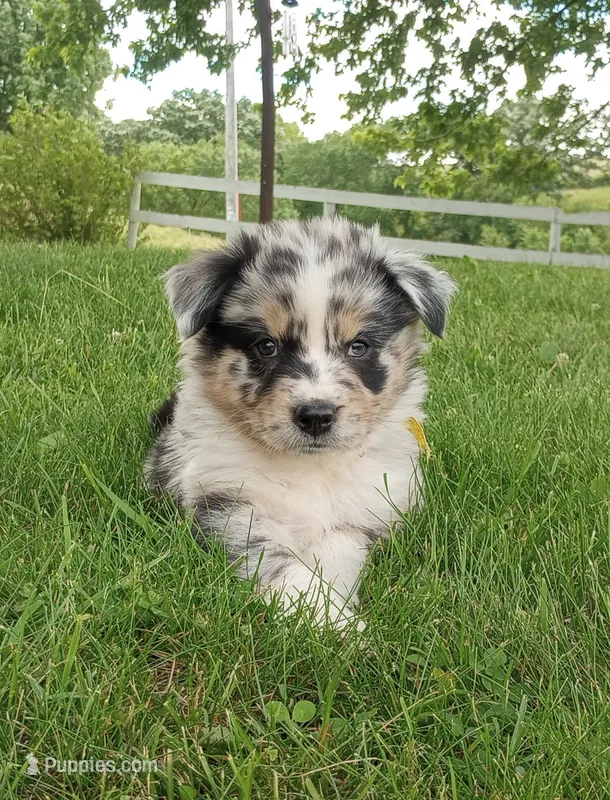 Yellow collar – Australian Shepherd puppy for sale in Wonewoc, WI